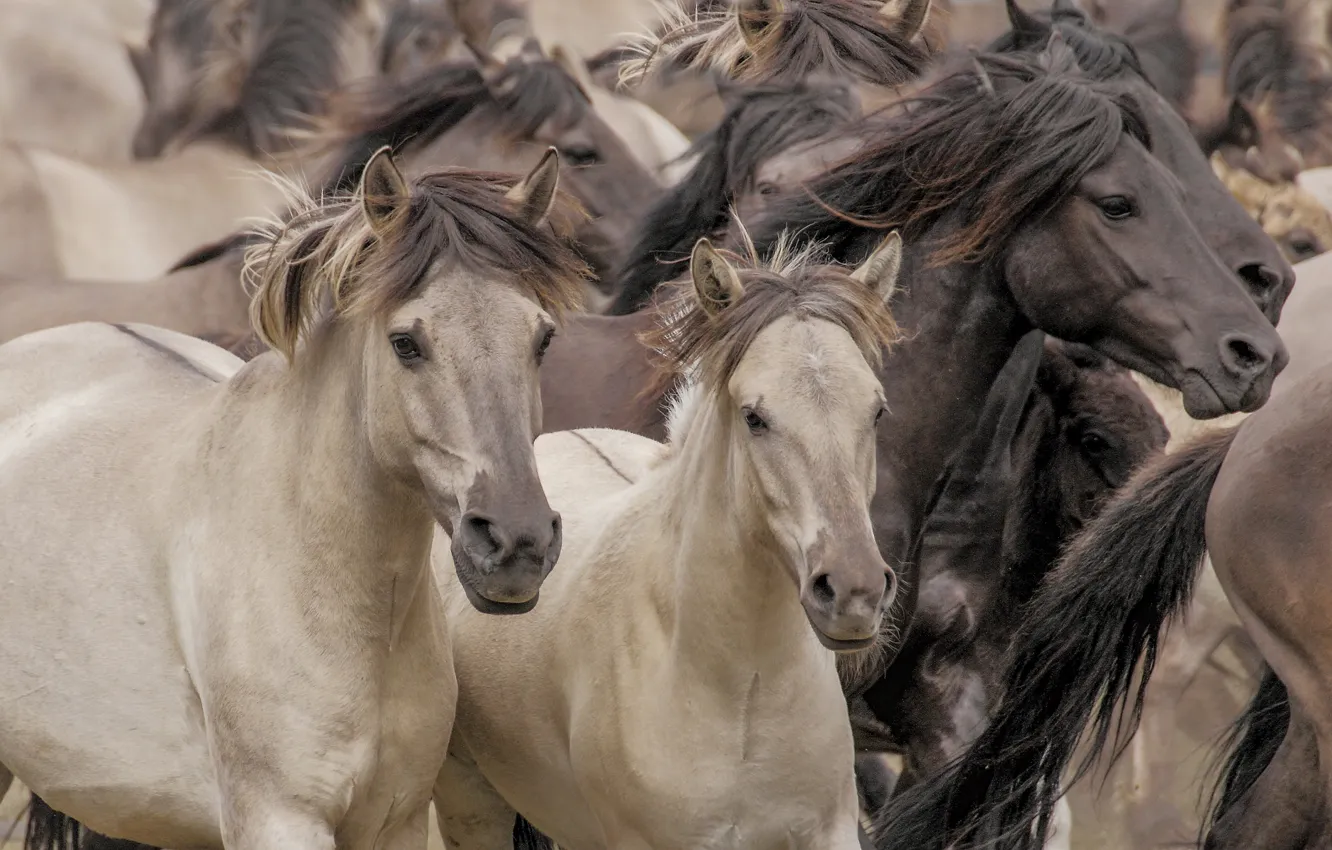 Photo wallpaper horses, horse, the herd, Wild horses