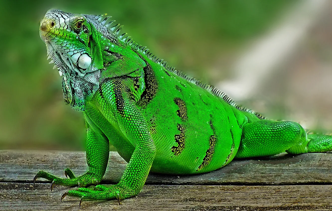 Photo wallpaper photo, lizard, iguana
