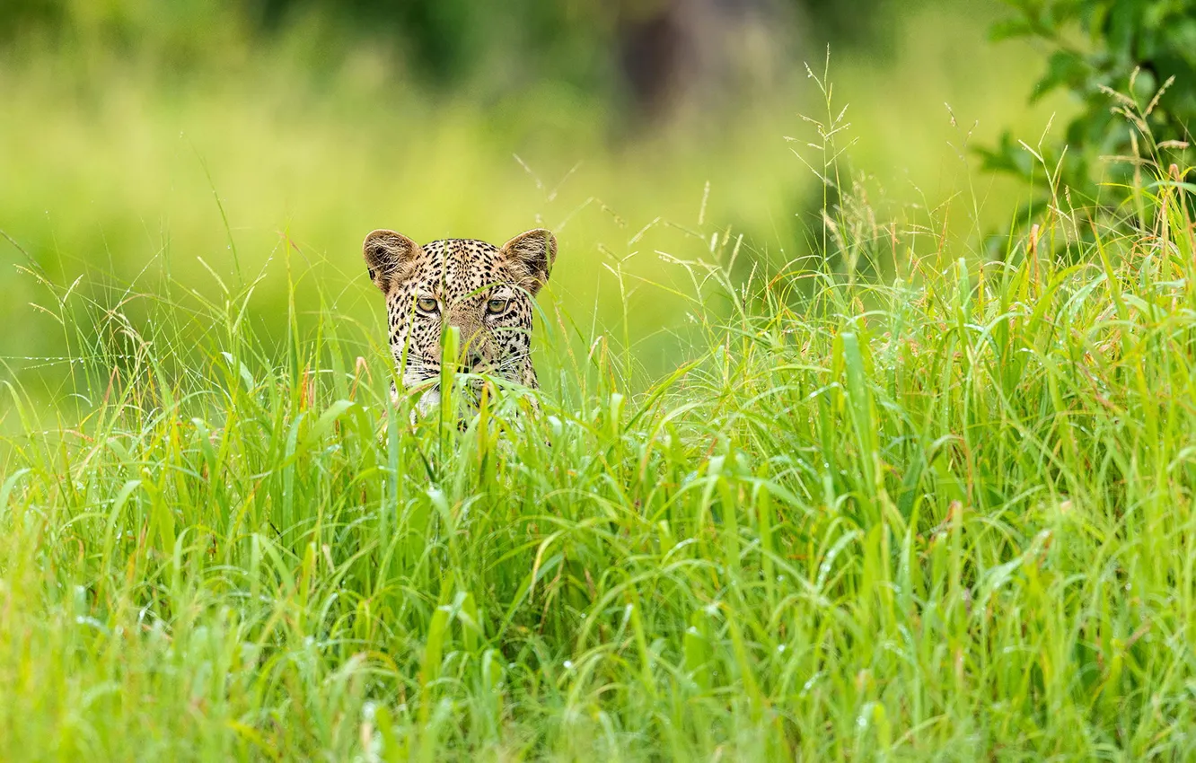 Photo wallpaper grass, leopard, Africa, green season