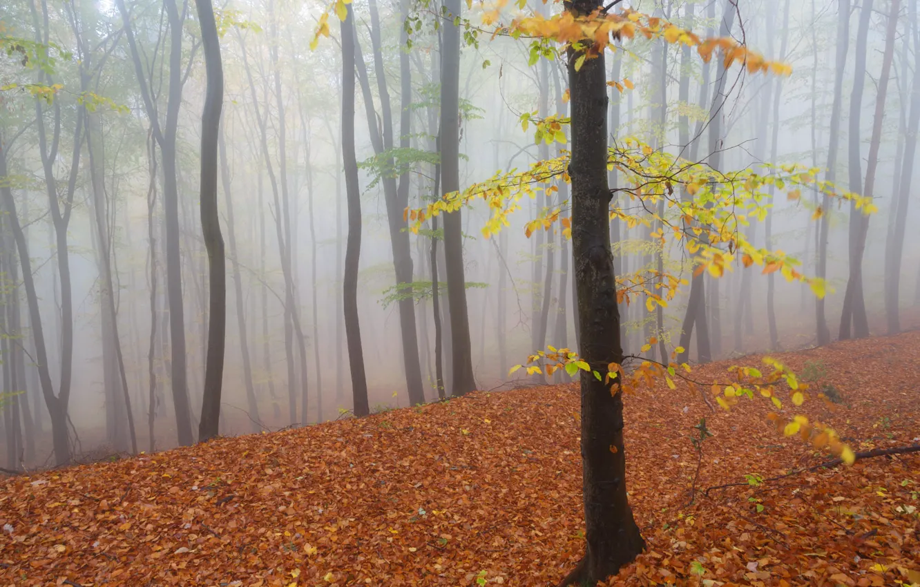 Photo wallpaper autumn, forest, trees, fog, falling leaves