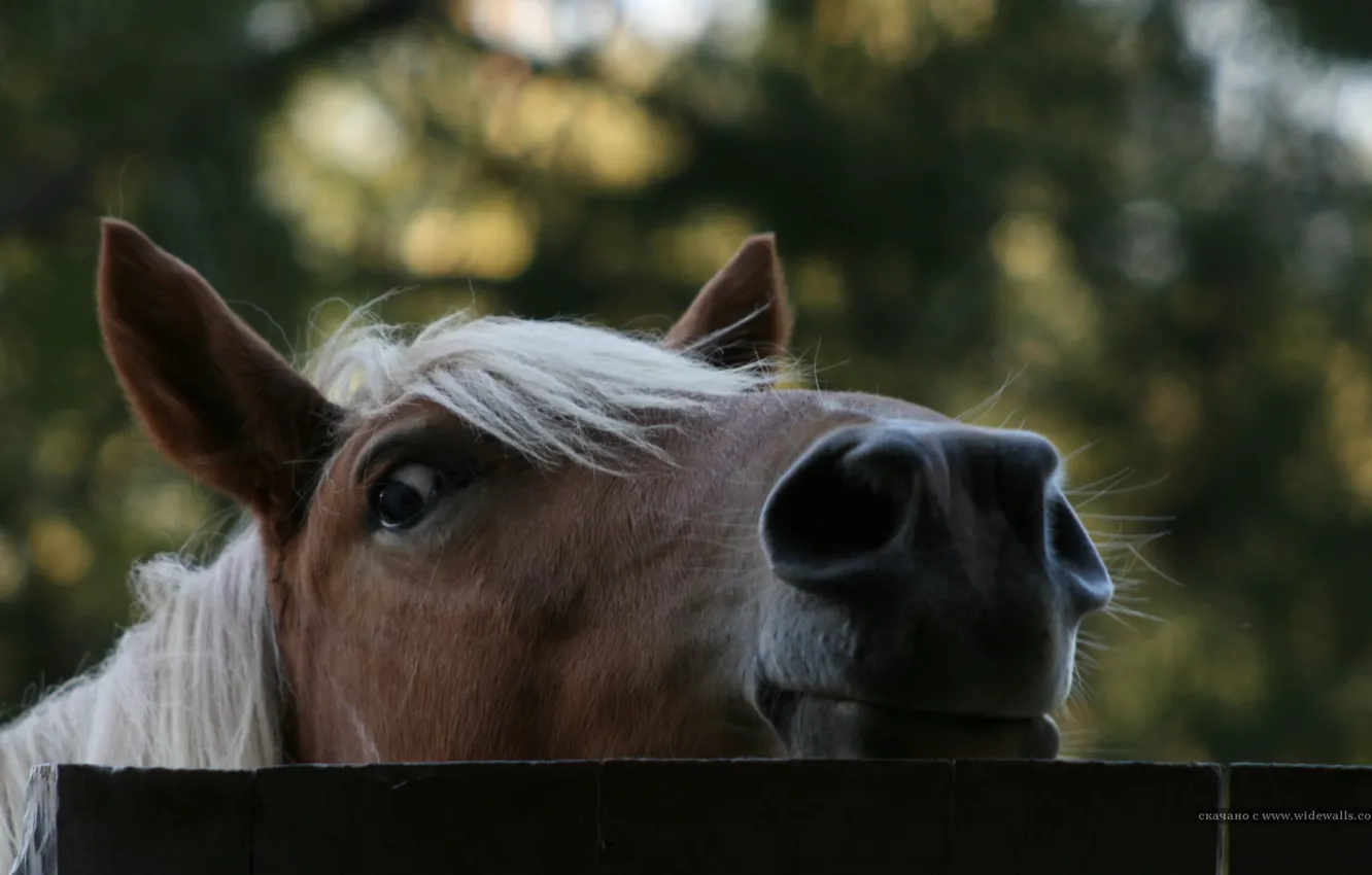 Photo wallpaper trees, photo, horse, the fence