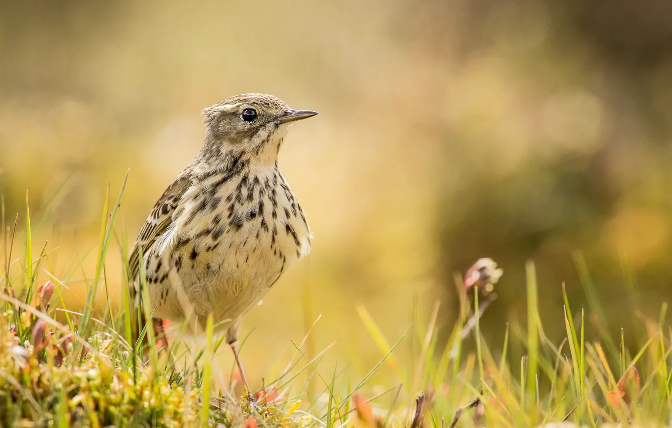 Photo wallpaper grass, glare, bird, meadow