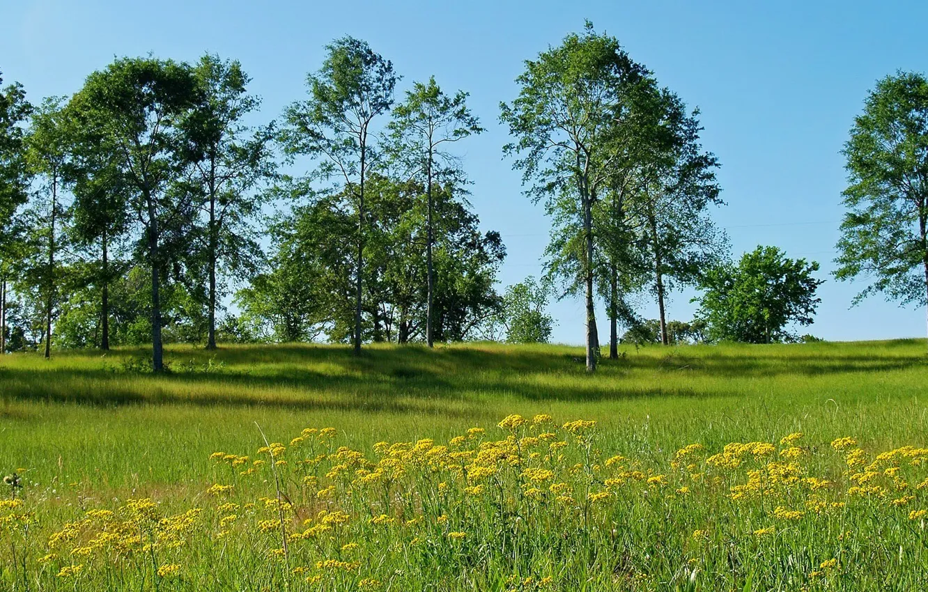 Photo wallpaper the sky, trees, flowers, meadow