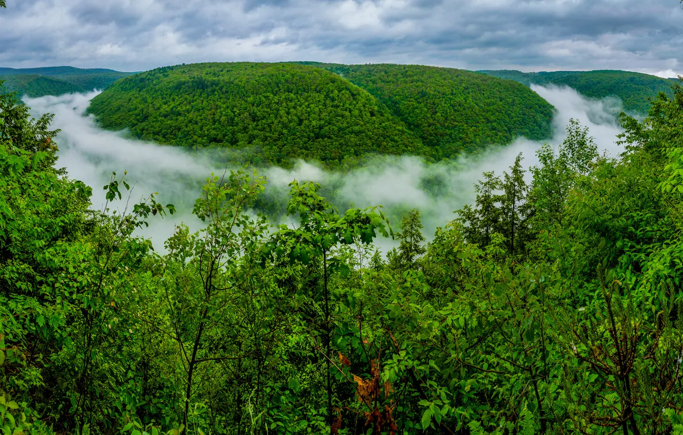 Photo wallpaper forest, the sky, clouds, trees, fog, hill