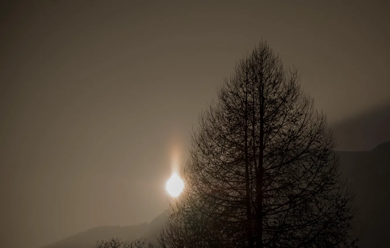Photo wallpaper night, tree, the moon