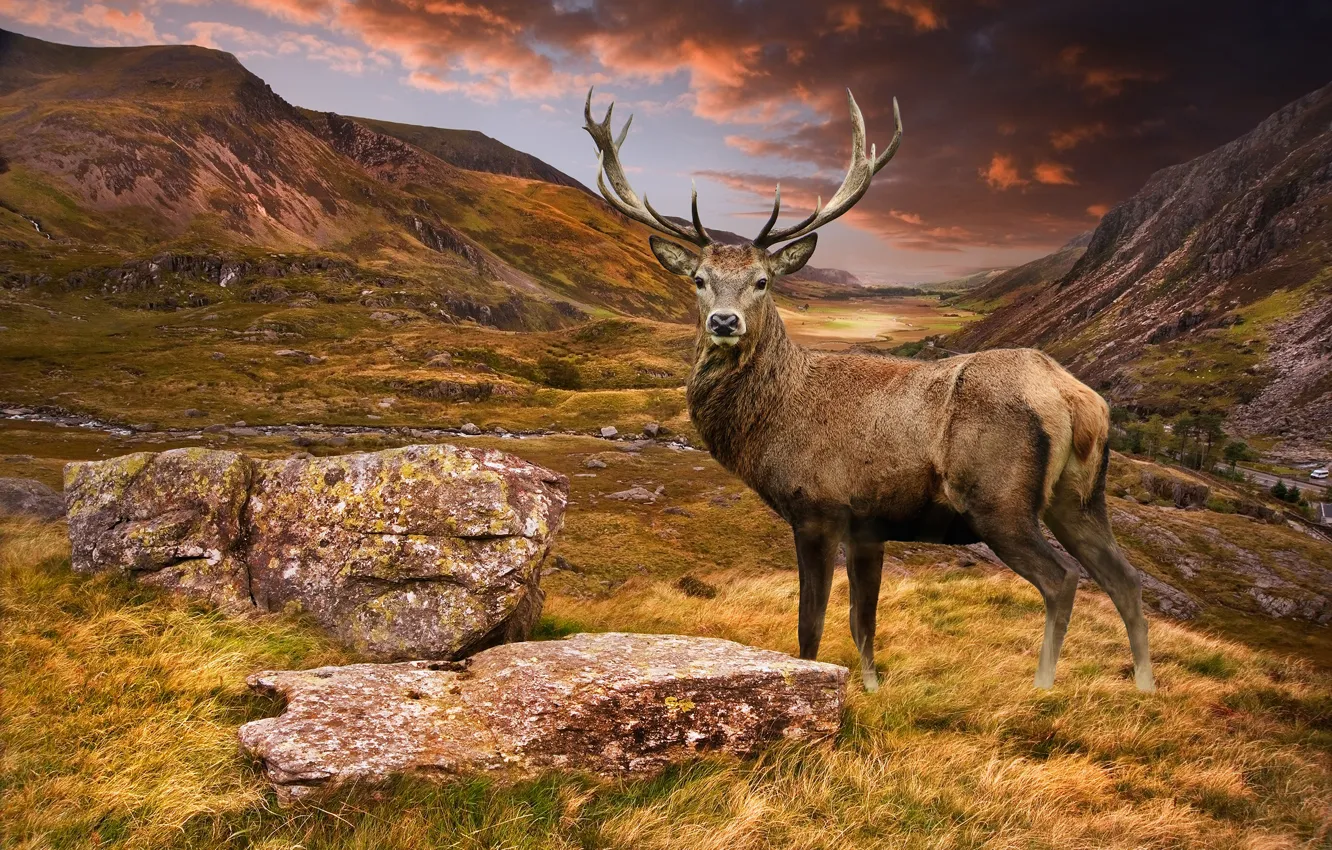 Photo wallpaper grass, landscape, mountains, stones, photoshop, deer, valley, handsome