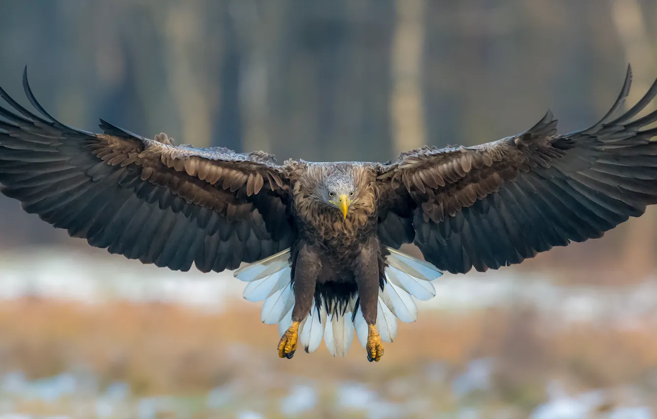 Photo wallpaper flight, nature, bird, eagle, bokeh, White-tailed eagle, wingspan