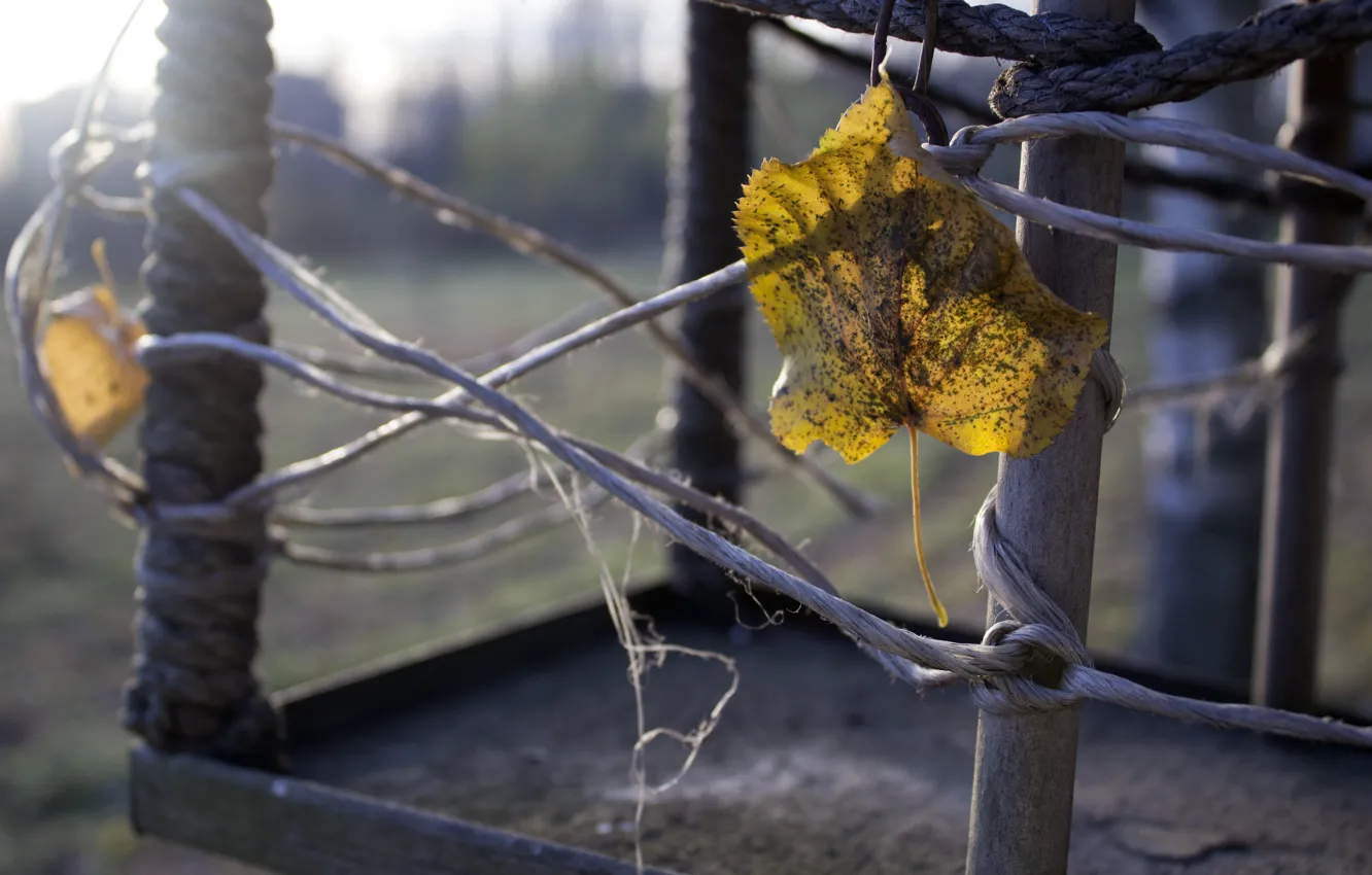 Photo wallpaper autumn, leaves, real photo