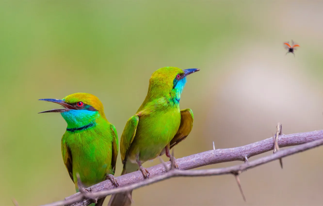 Photo wallpaper background, beetle, branch, green, pair, bee-eaters, pizza