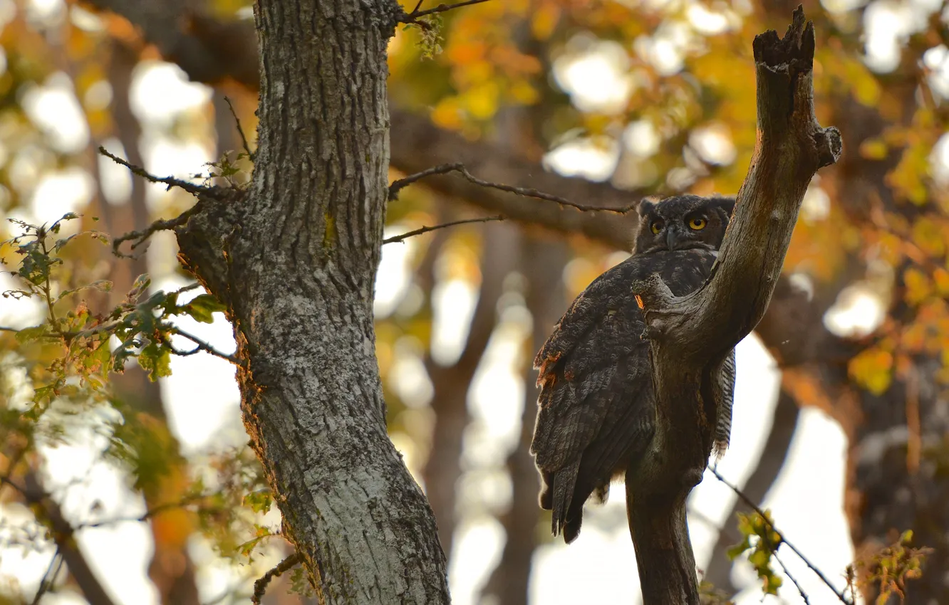 Photo wallpaper autumn, branches, owl, bird, owl