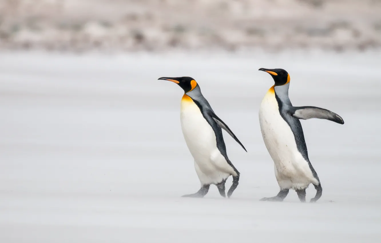 Photo wallpaper nature, bird, penguins, a couple