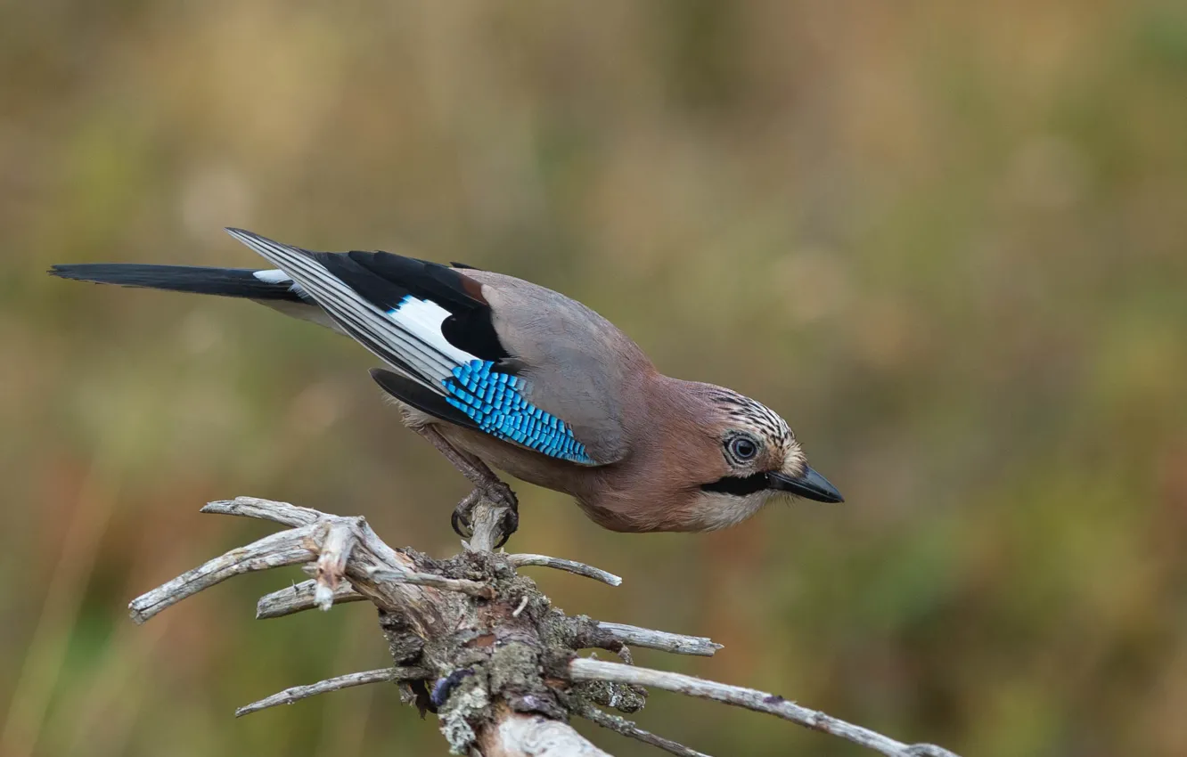 Photo wallpaper branches, bird, Jay