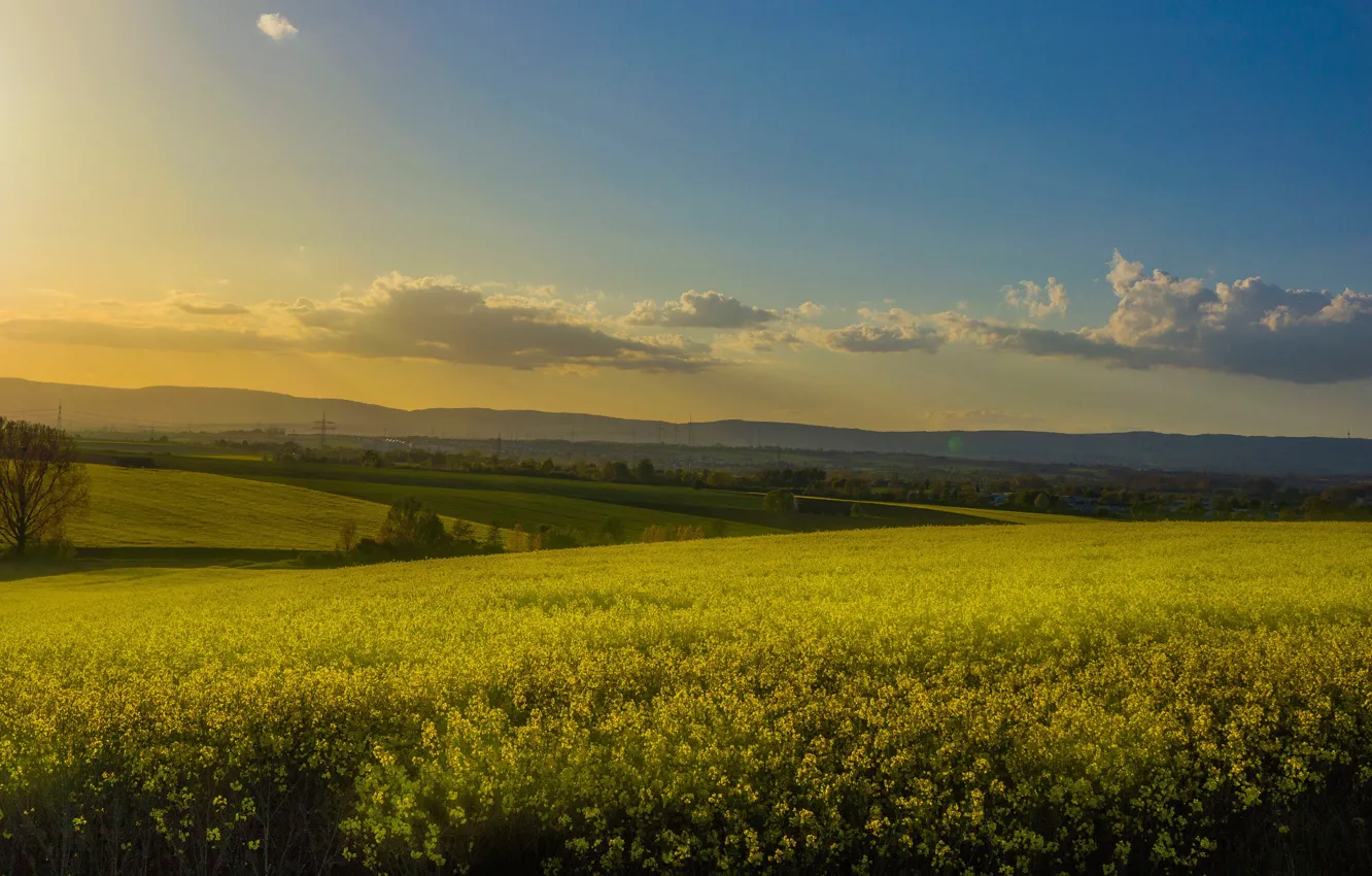 Photo wallpaper yellow, flowers, summer, rapeseed field, rape, haze, hills, the sky