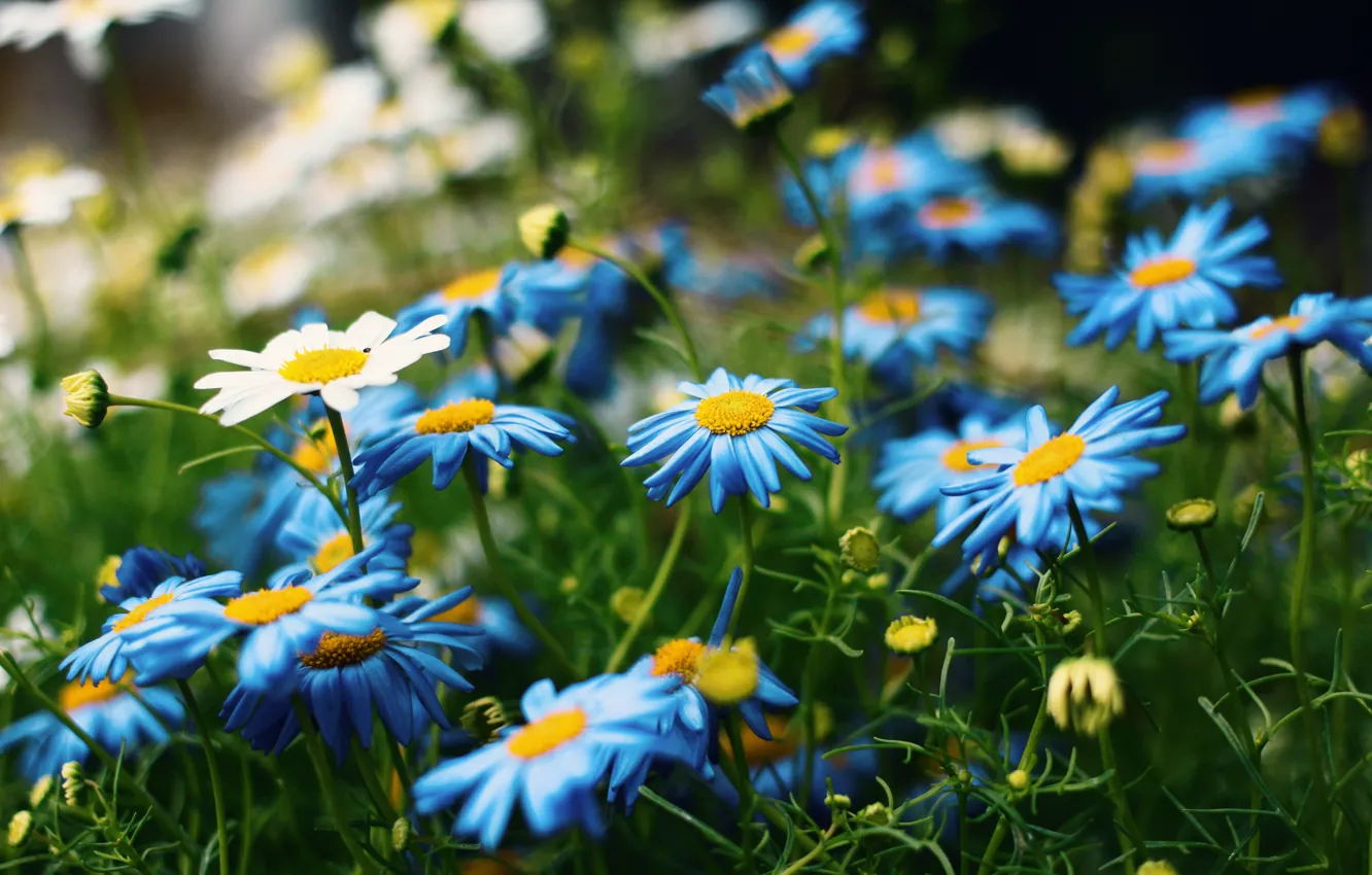 Photo wallpaper greens, summer, flowers, glade, chamomile, blue, white, blue