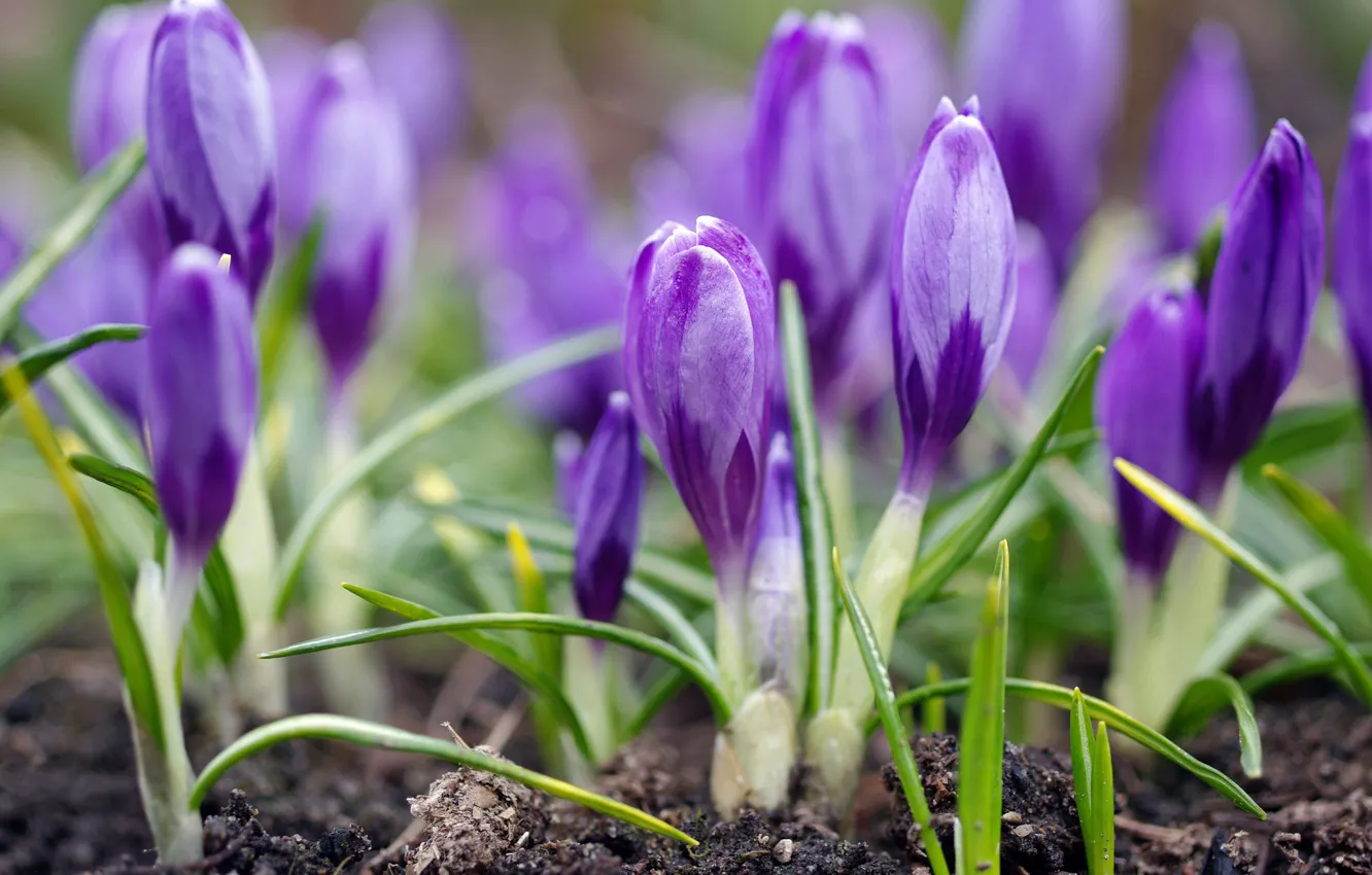 Photo wallpaper macro, joy, flowers, nature, plant, beauty, spring, April