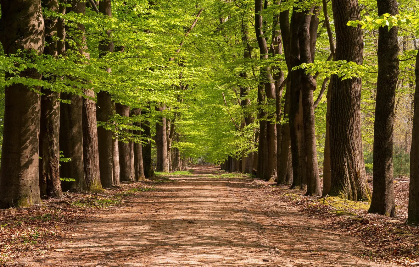 Photo wallpaper trees, alley, avenue, path