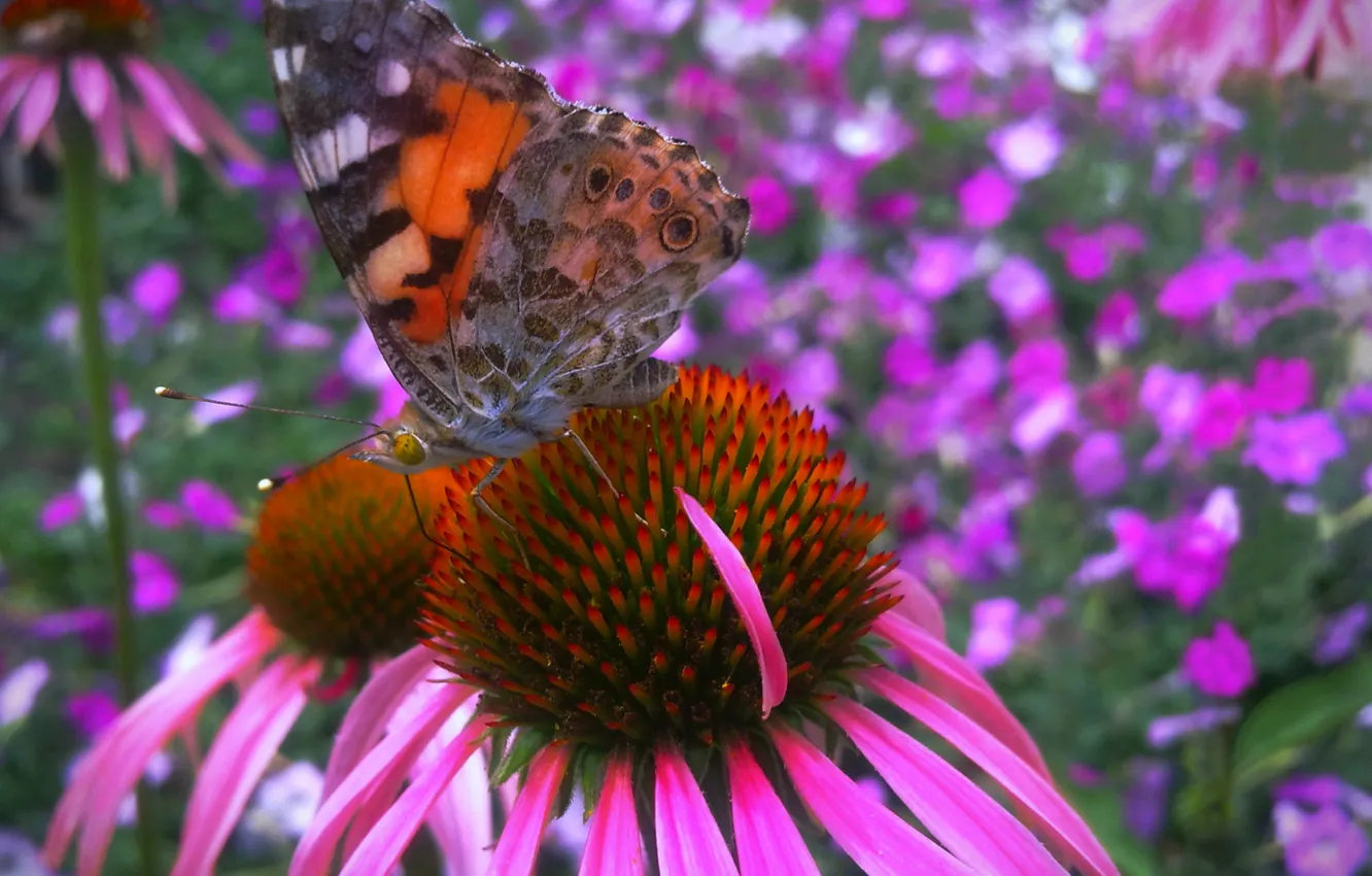 Photo wallpaper flowers, butterfly, Echinacea