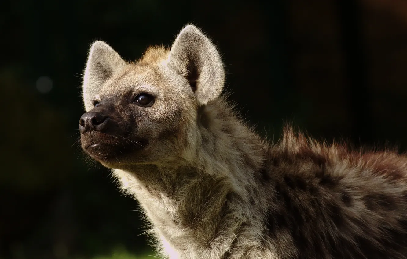 Photo wallpaper face, predator, hyena