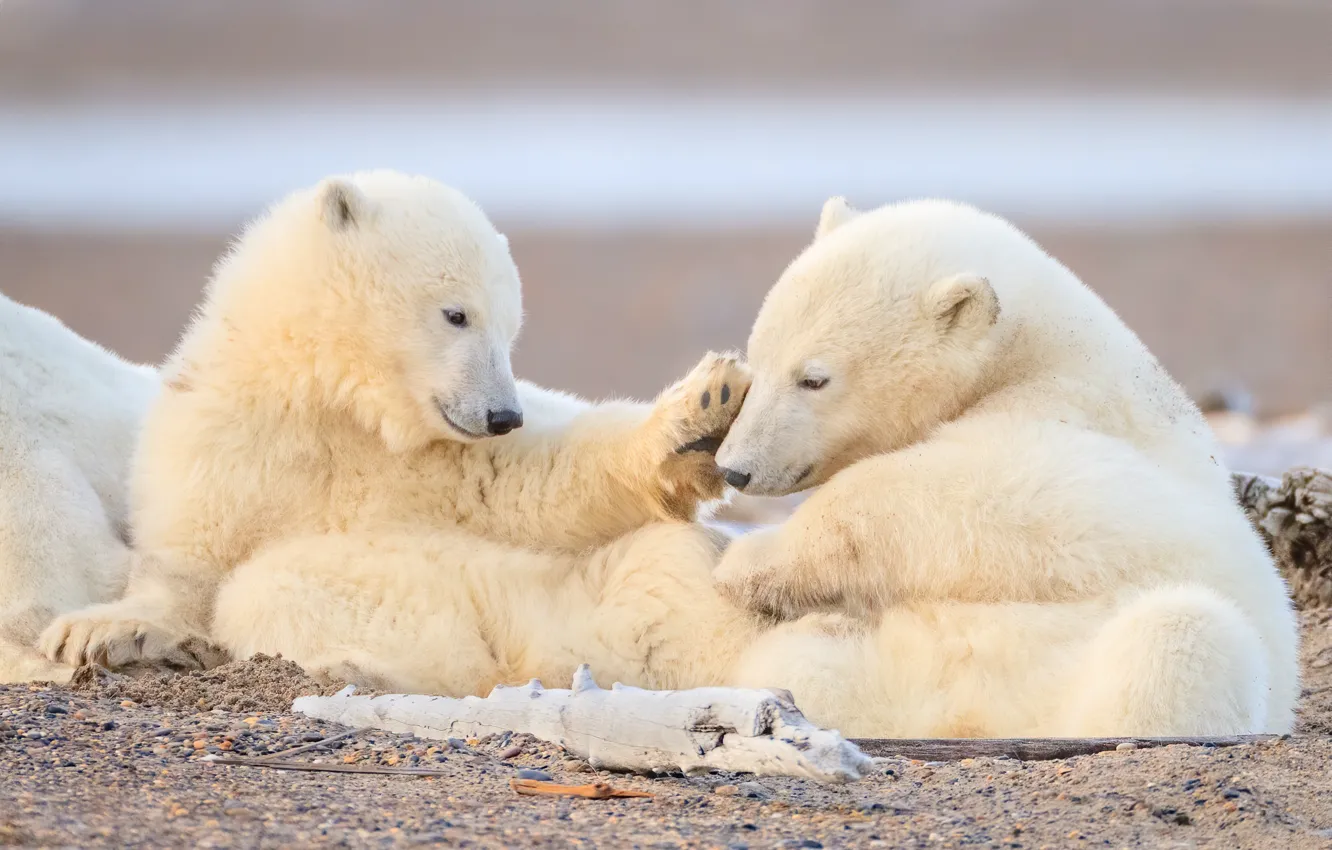Photo wallpaper bear, cub, a couple, polar bears, polar bears, two of the bear