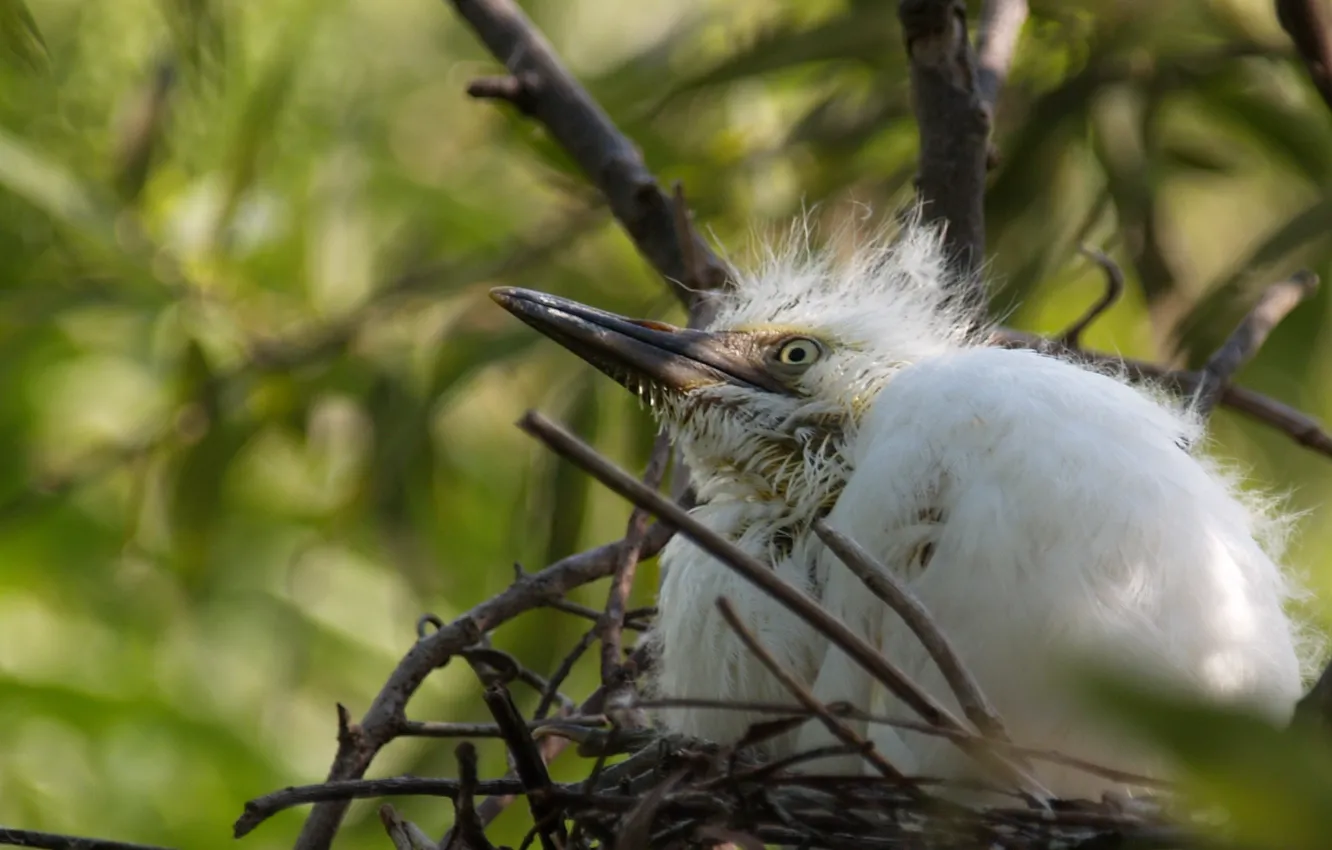 Photo wallpaper nature, birds, baby, nest