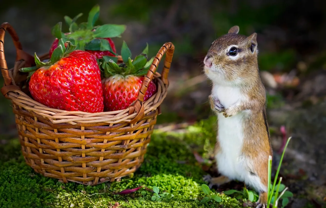 Photo wallpaper berries, moss, strawberry, Chipmunk, basket, stand, rodent, treat