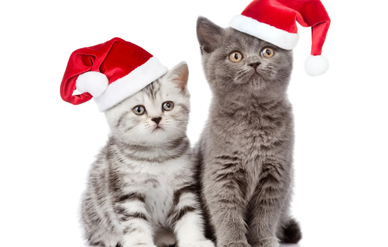 Photo wallpaper cat, look, hat, Christmas, New year, Christmas, Cats