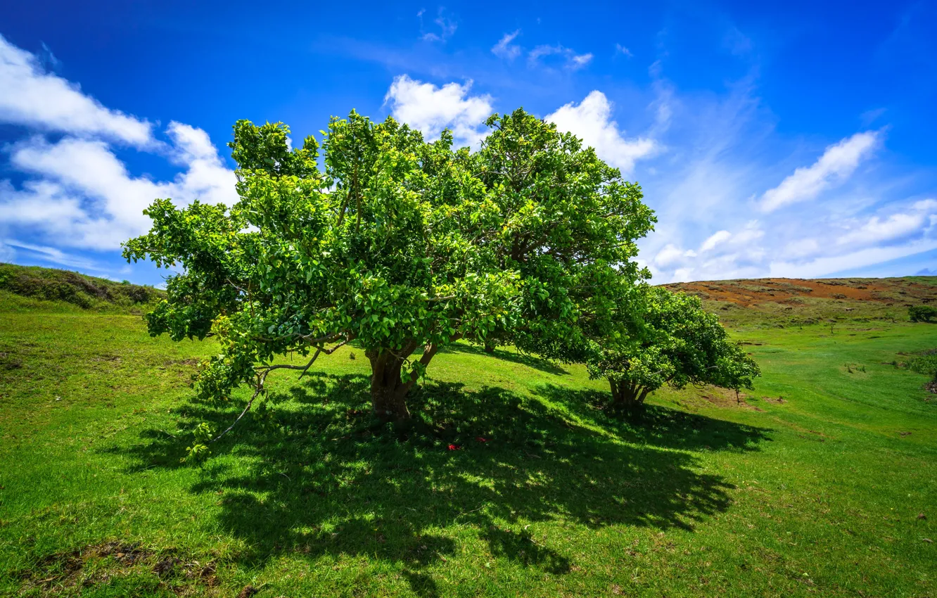 Photo wallpaper the sky, clouds, trees, Chile, Easter Island, Ranu Raraku