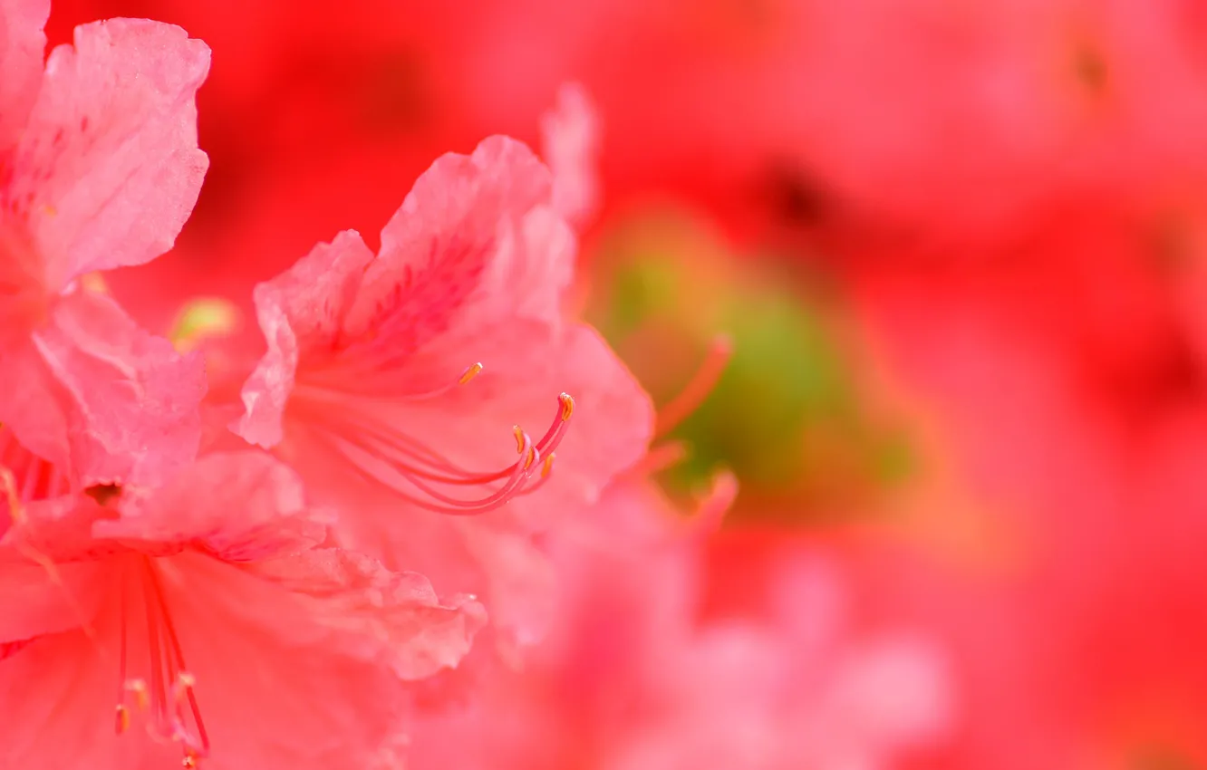 Photo wallpaper flower, background, petals