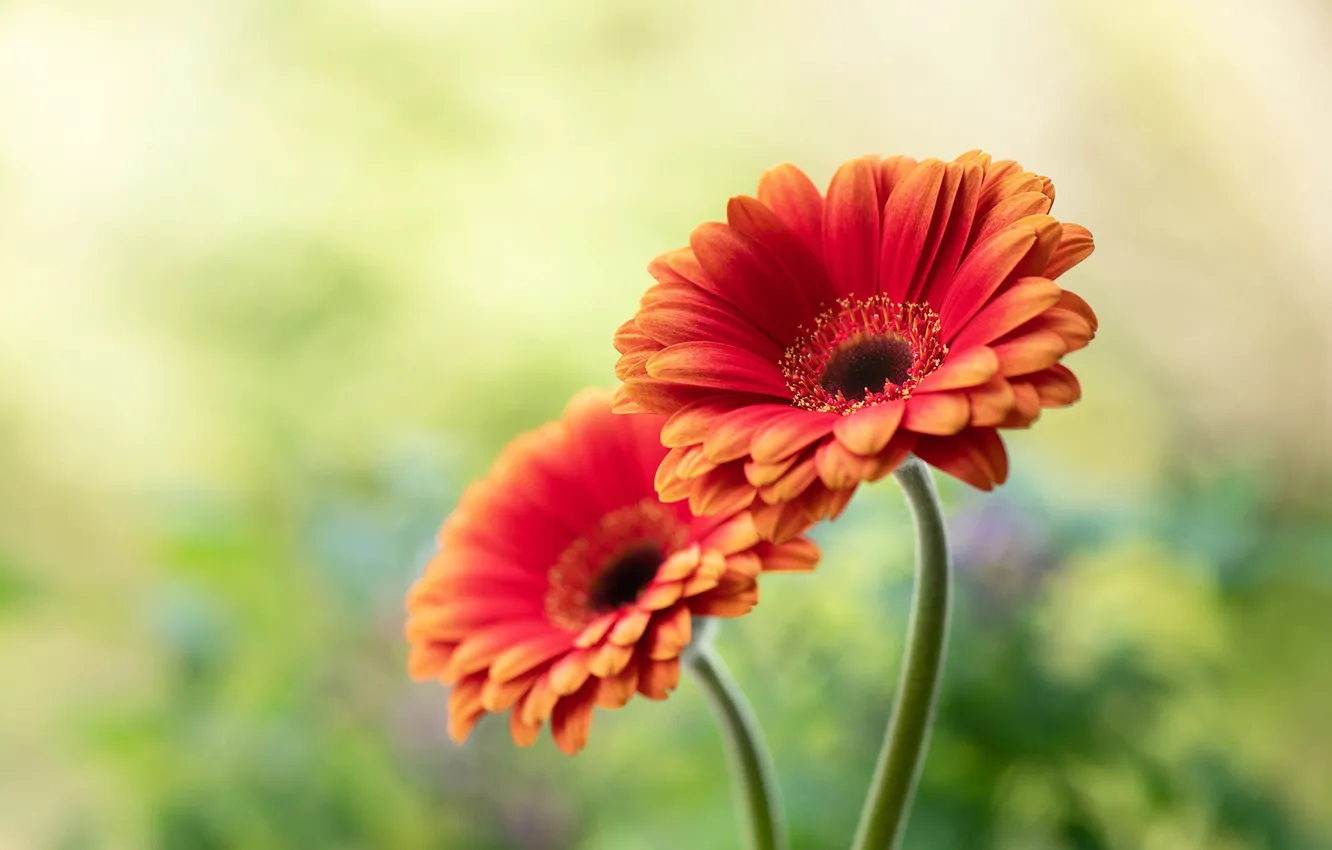 Photo wallpaper background, Duo, gerbera