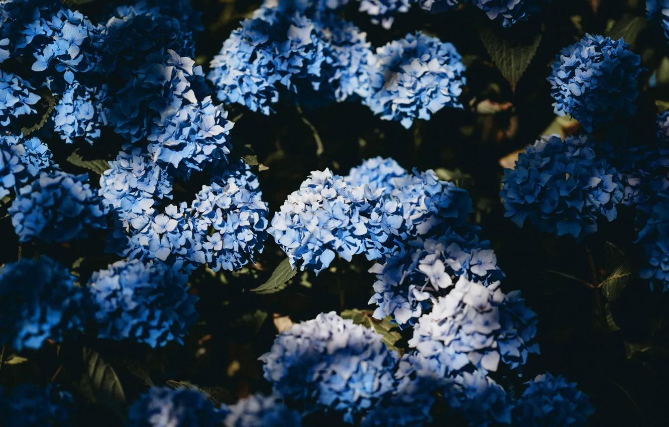 Photo wallpaper light, flowers, blue, the dark background, blue, shadow, flowering, the bushes