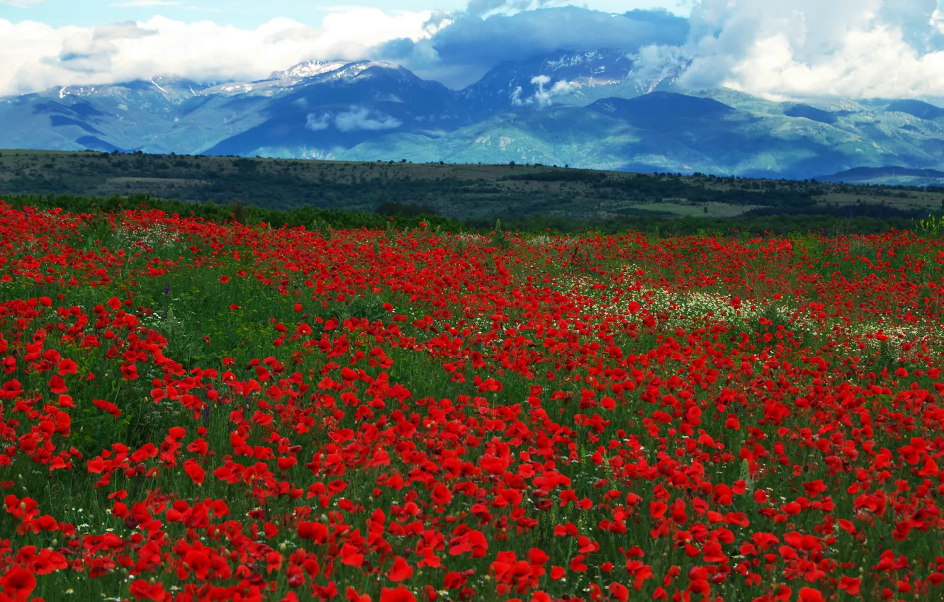 Photo wallpaper red, flowers, mountains, field, meadow, dal, poppy field, Maki