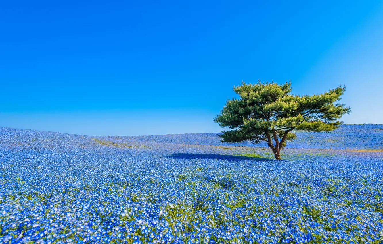 Photo wallpaper flowers, tree, Japan, meadow, Japan, nemophila, National seaside Park Hitachi, Hitachi Seaside Park