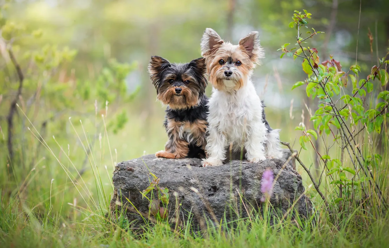Photo wallpaper greens, dogs, summer, grass, look, nature, pose, stone