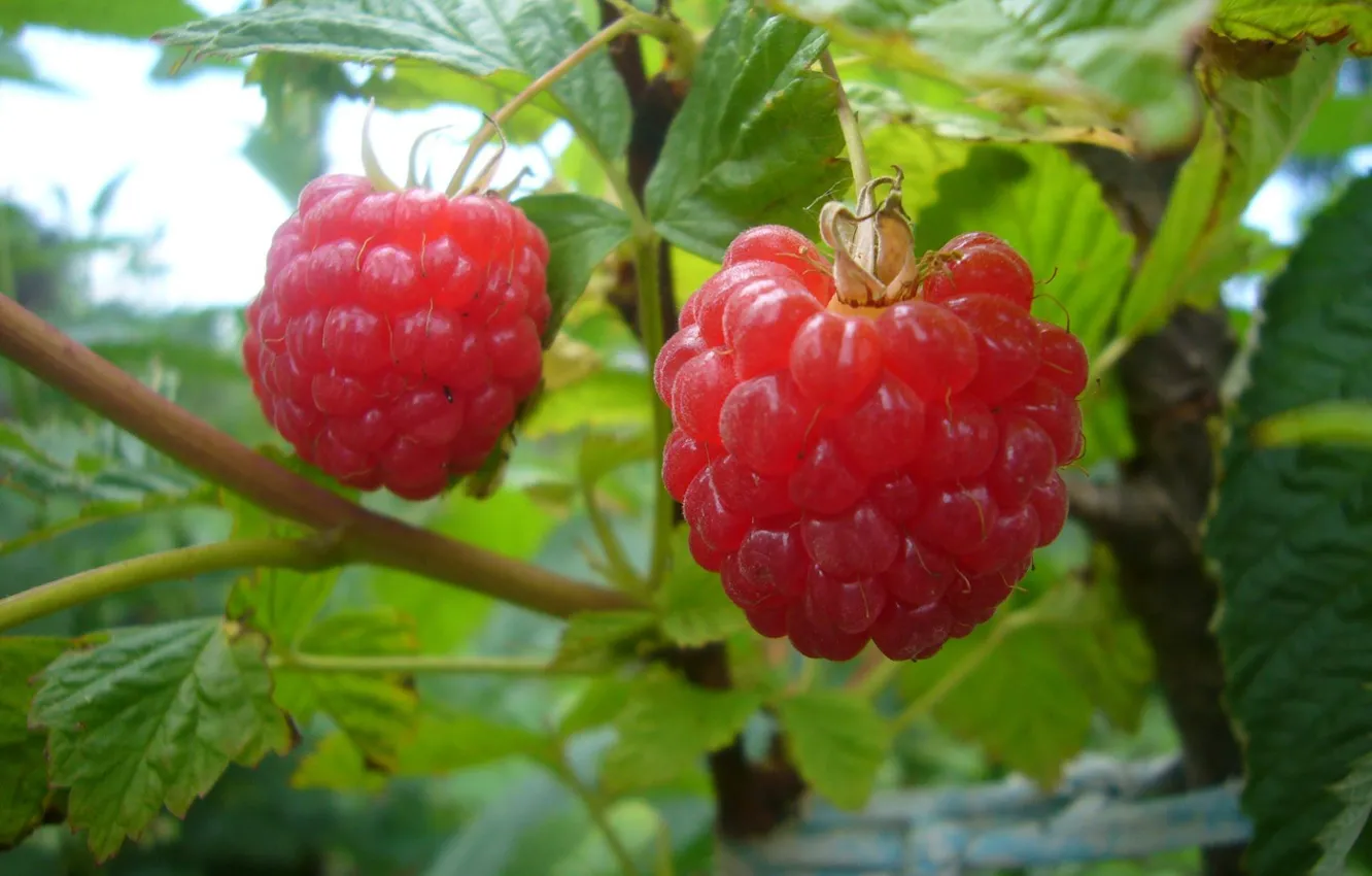 Photo wallpaper berries, raspberry, June