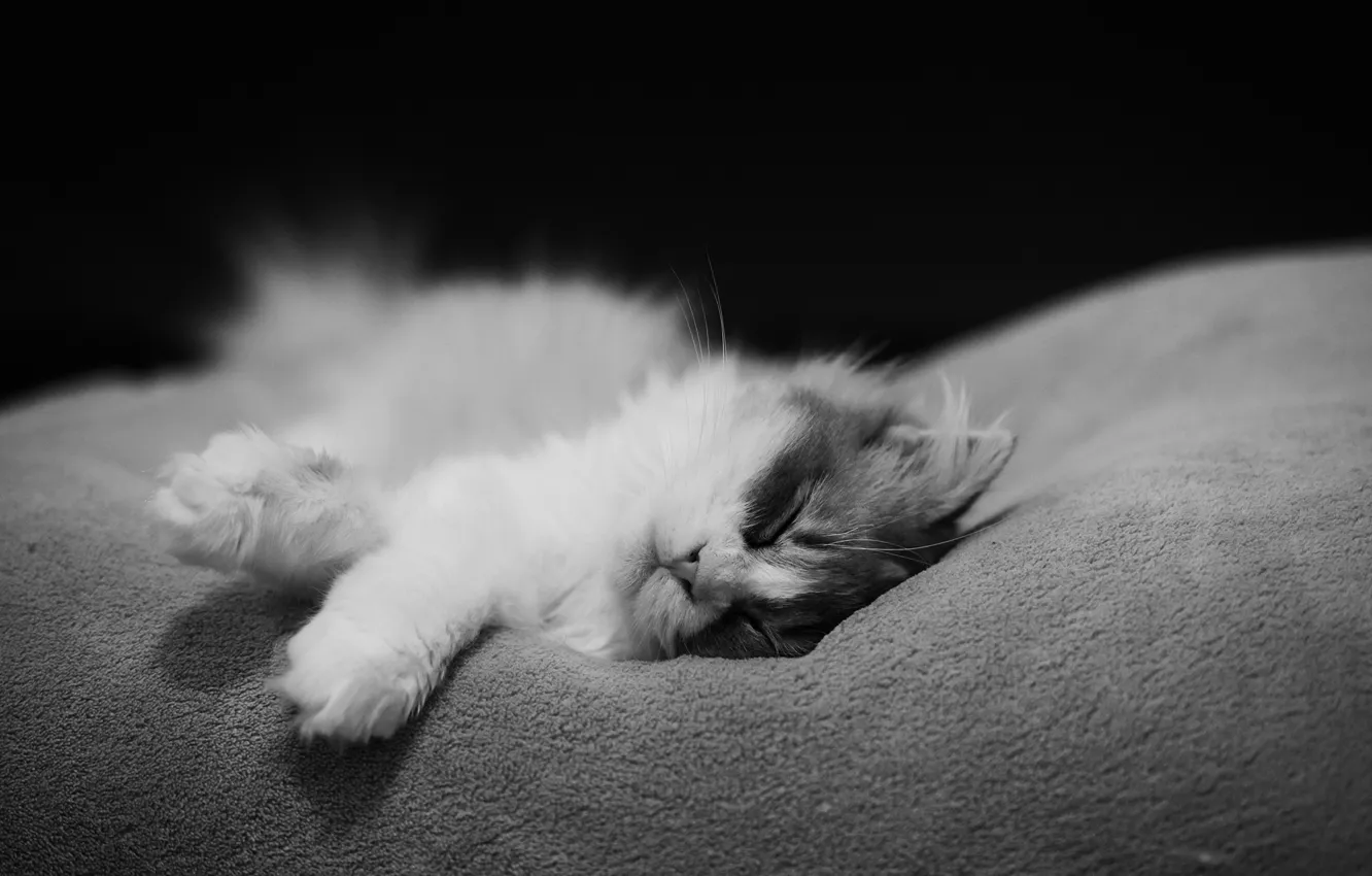 Photo wallpaper cat, cat, sleeping, black and white, Kote, monochrome