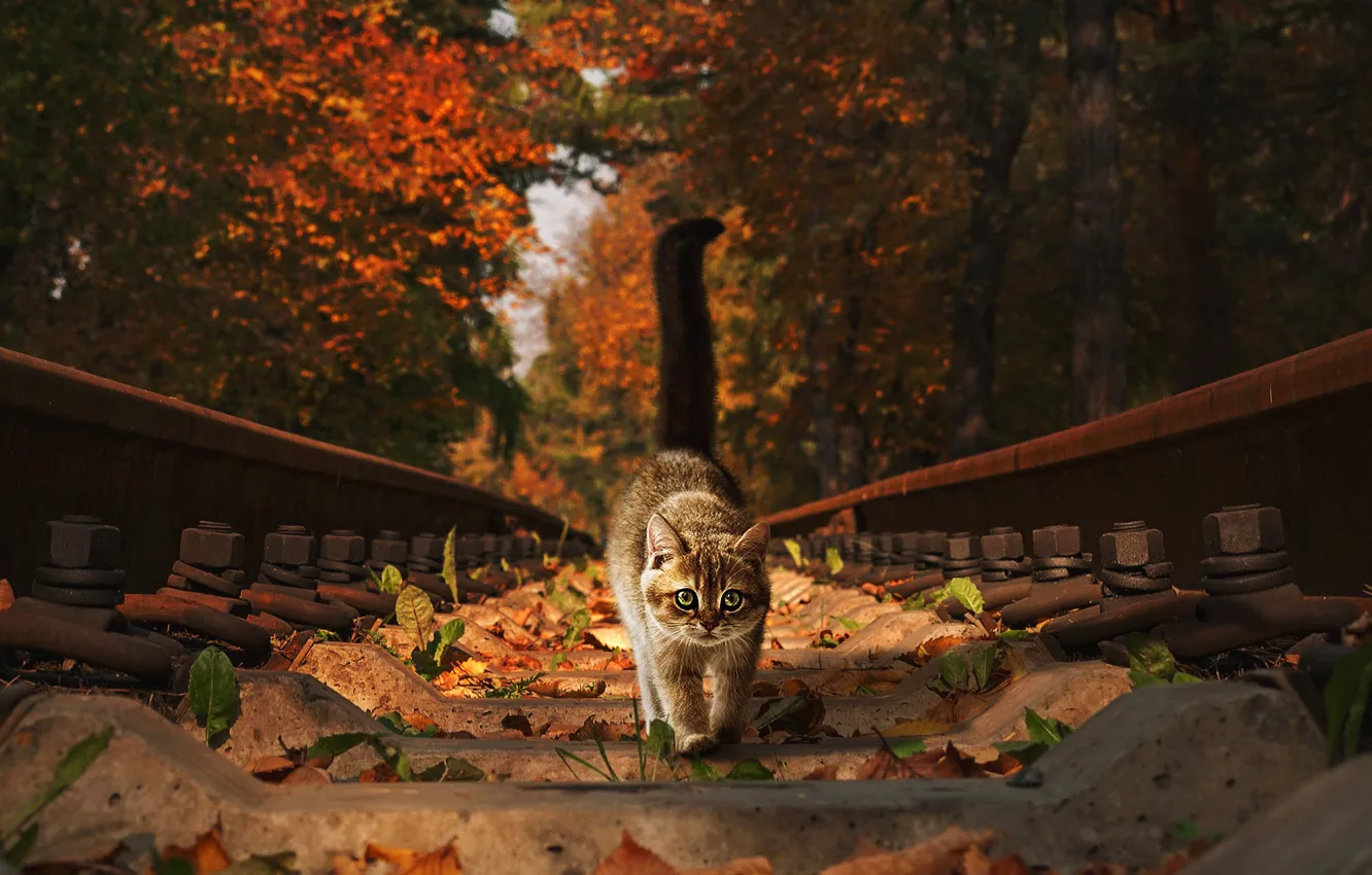Photo wallpaper autumn, cat, eyes, cat, look, leaves, trees, nature