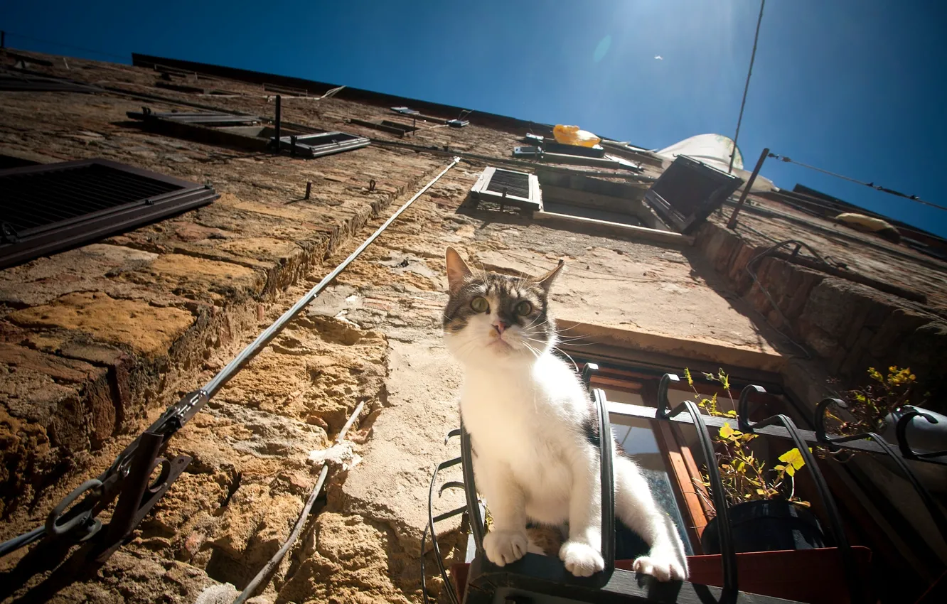 Photo wallpaper cat, cat, house, window, observation