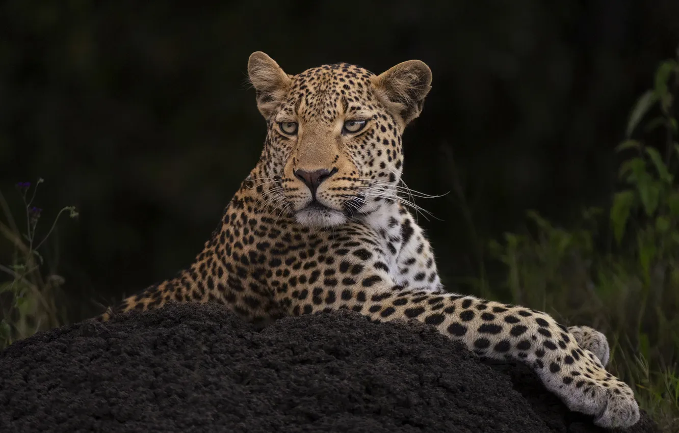 Photo wallpaper look, face, portrait, leopard, black background