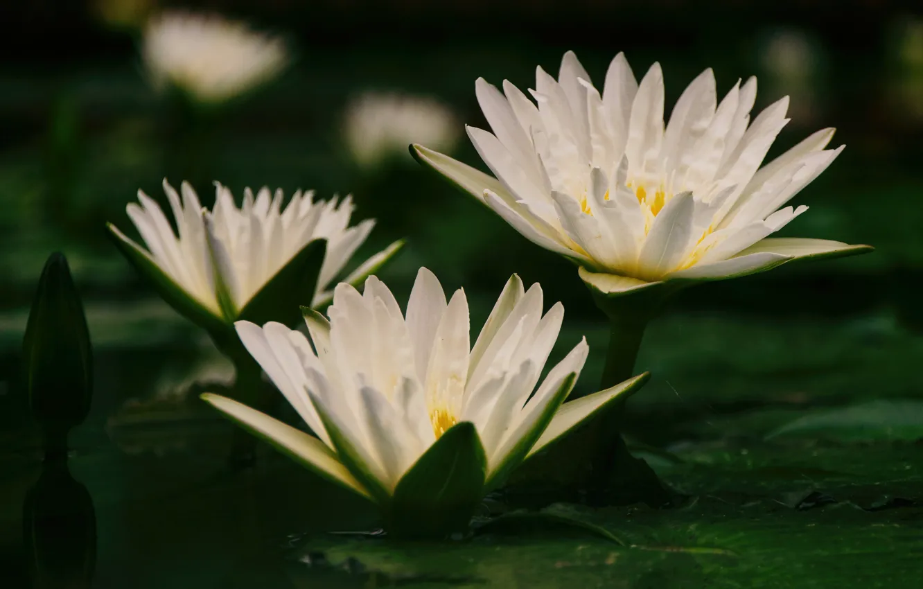 Photo wallpaper leaves, water, Lily, white