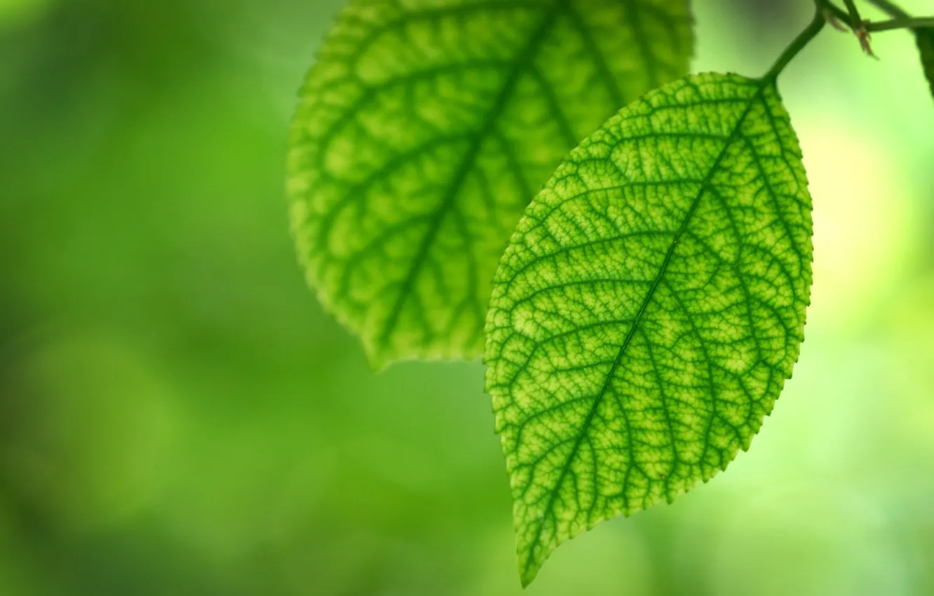 Photo wallpaper greens, summer, leaves, freshness, foliage, leaf, spring