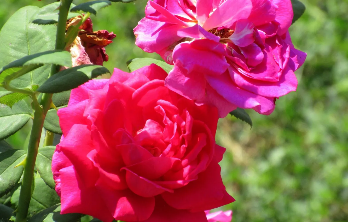 Photo wallpaper roses, Meduzanol ©, Summer 2018