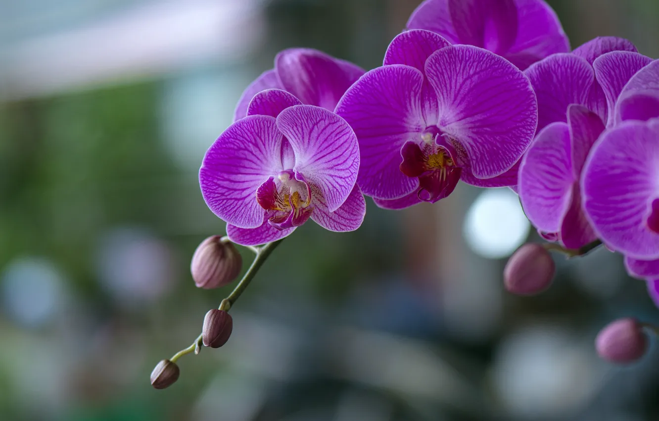 Photo wallpaper flowers, orchids, flowering, flowers, Phalaenopsis, orchids, flowering