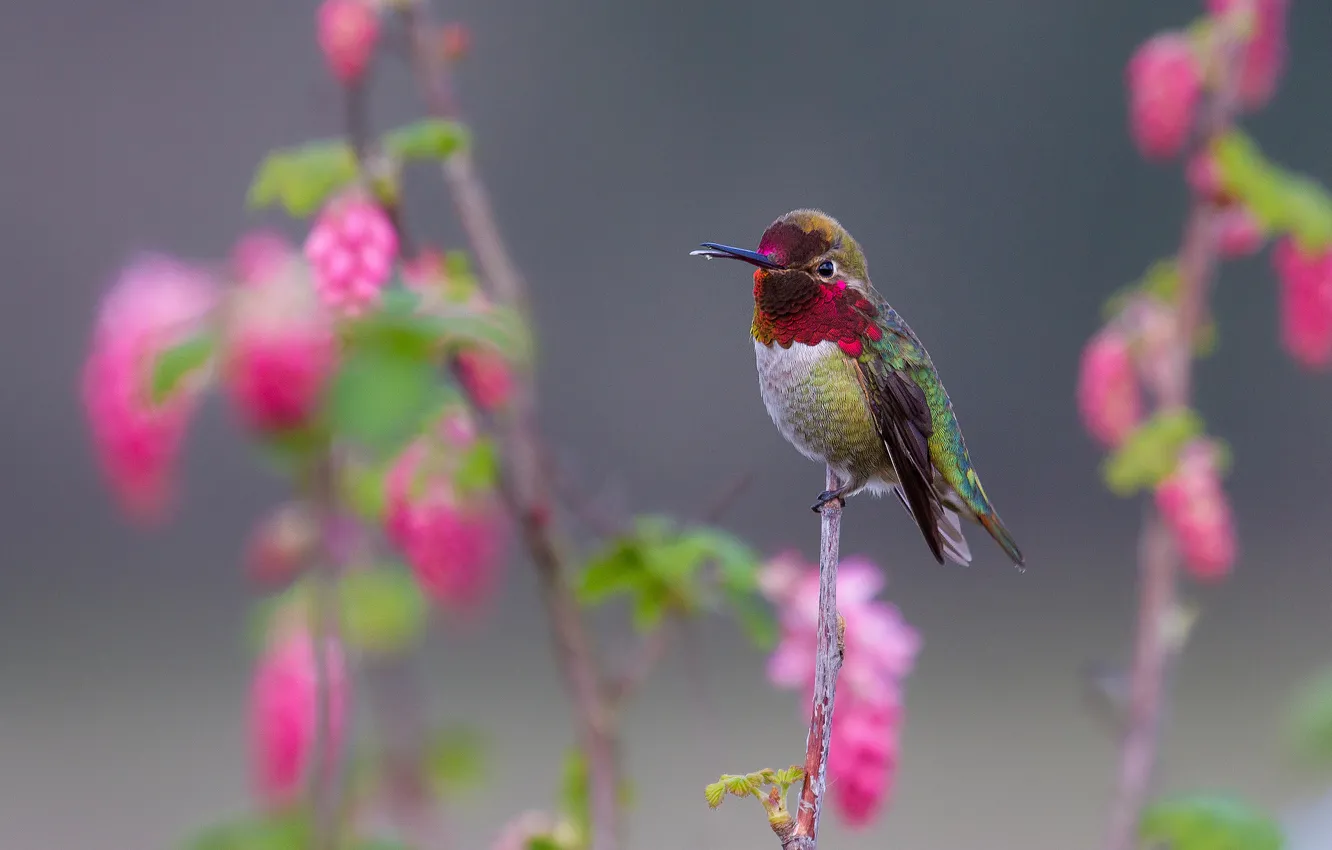 Photo wallpaper bird, branch, feathers, beak, Hummingbird