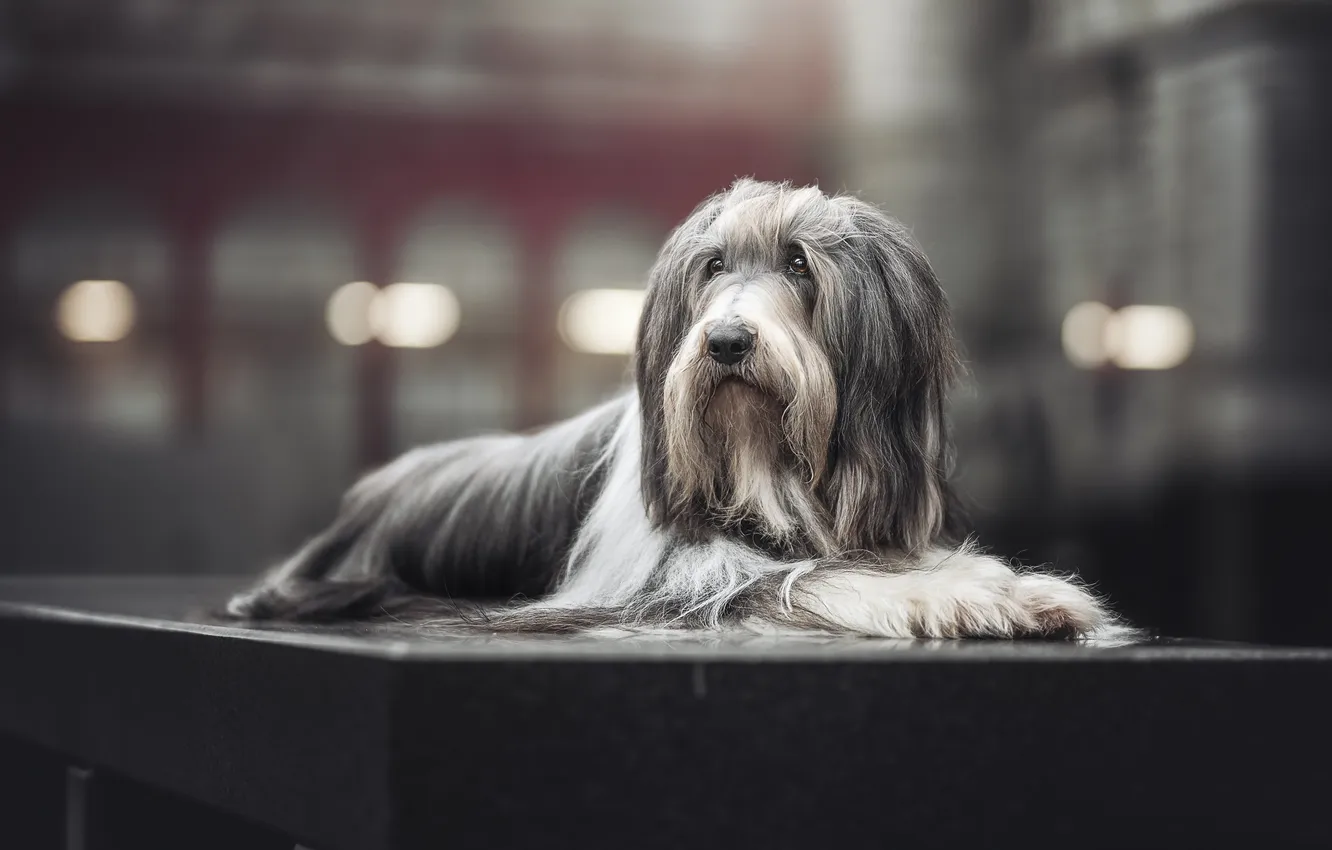 Photo wallpaper dog, The bearded collie, Bearded Collie