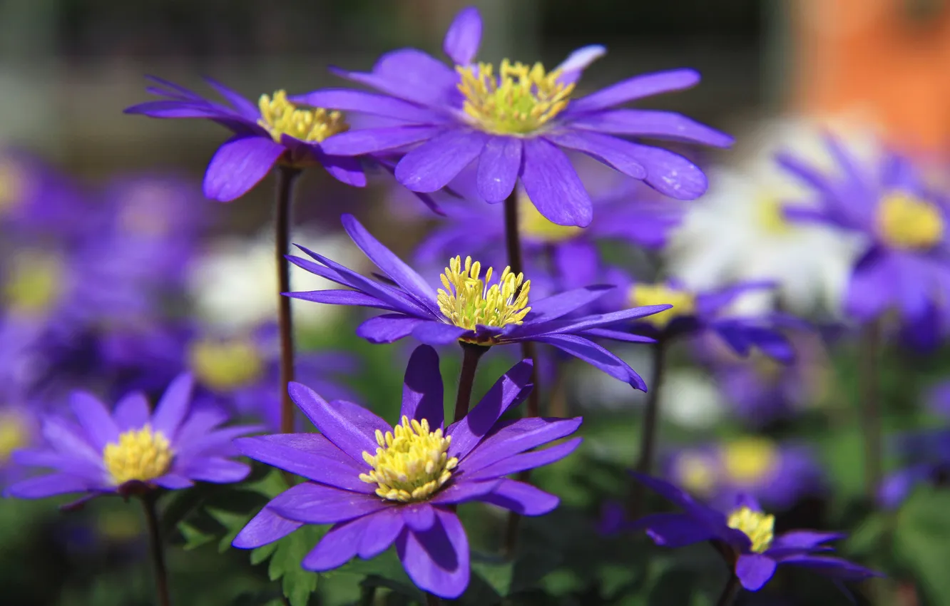 Photo wallpaper purple, summer, flowers, petals, garden, flowerbed, lilac, bokeh