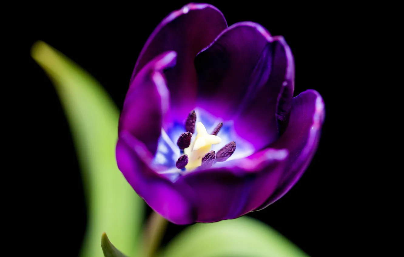 Photo wallpaper purple, macro, Tulip, macro, purple, Tulip