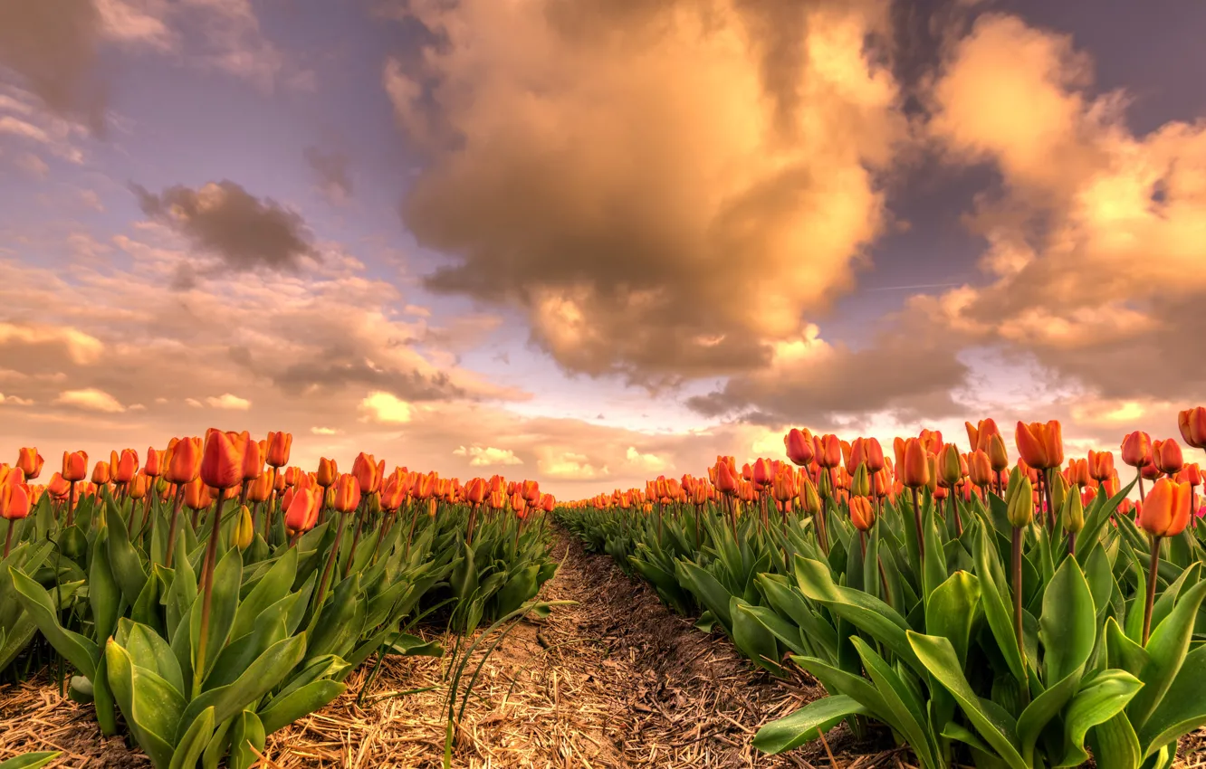 Photo wallpaper field, the sky, leaves, clouds, flowers, orange, beauty, spring