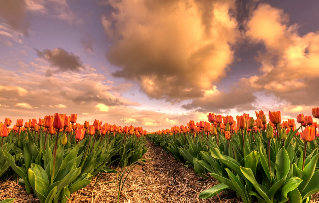Photo wallpaper field, the sky, leaves, clouds, flowers, beauty, spring, the evening