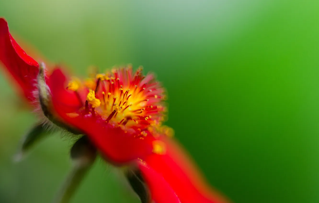 Photo wallpaper macro, flowers, red, stamens