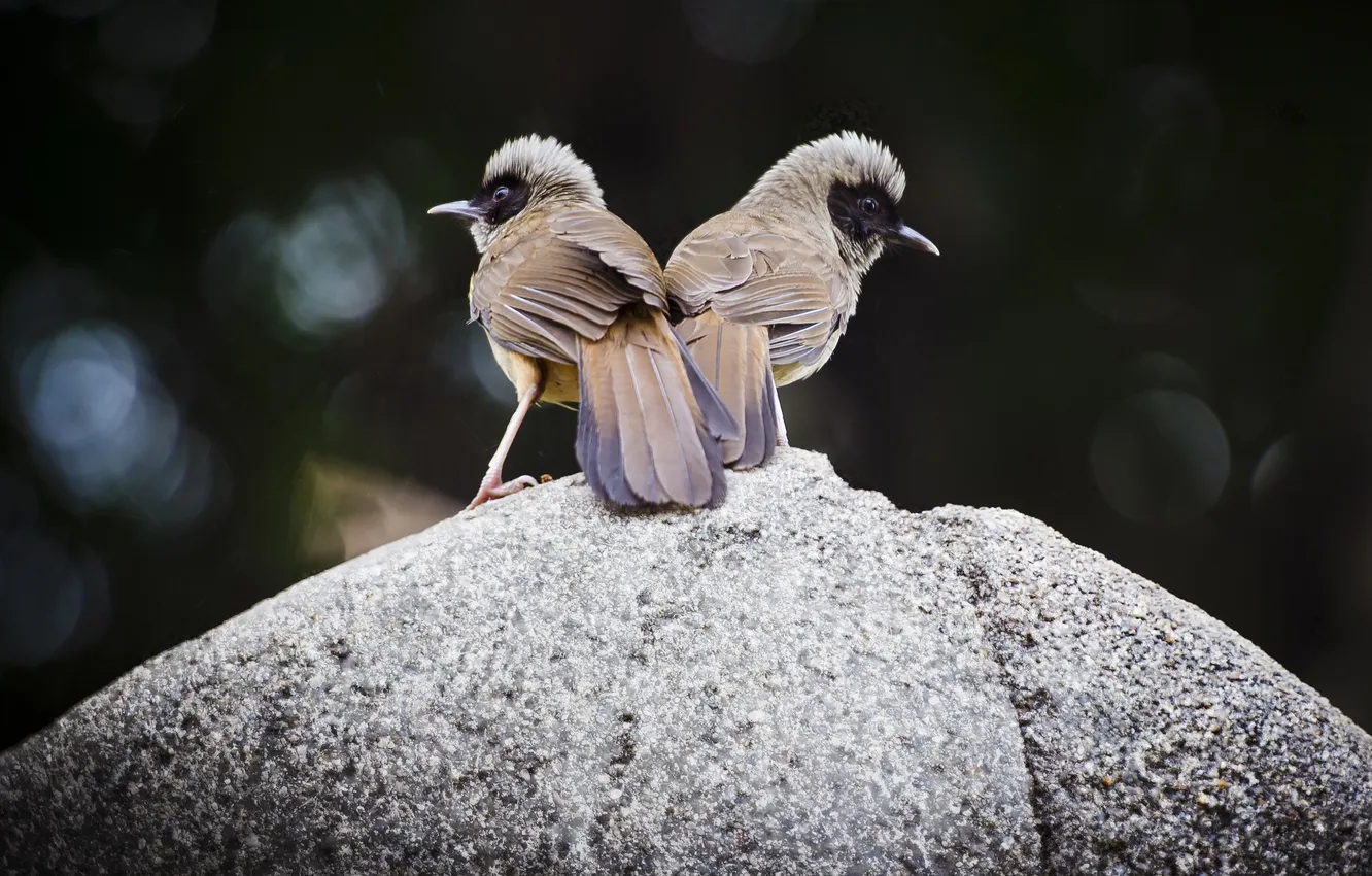 Photo wallpaper stones, background, bird, two